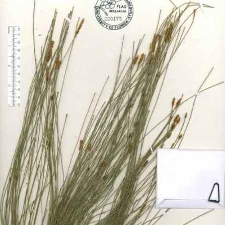 thumbnail for publication: Casuarina equisetifolia, Australian Pine